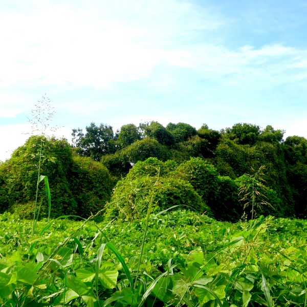 Fantasyのジャケット画像