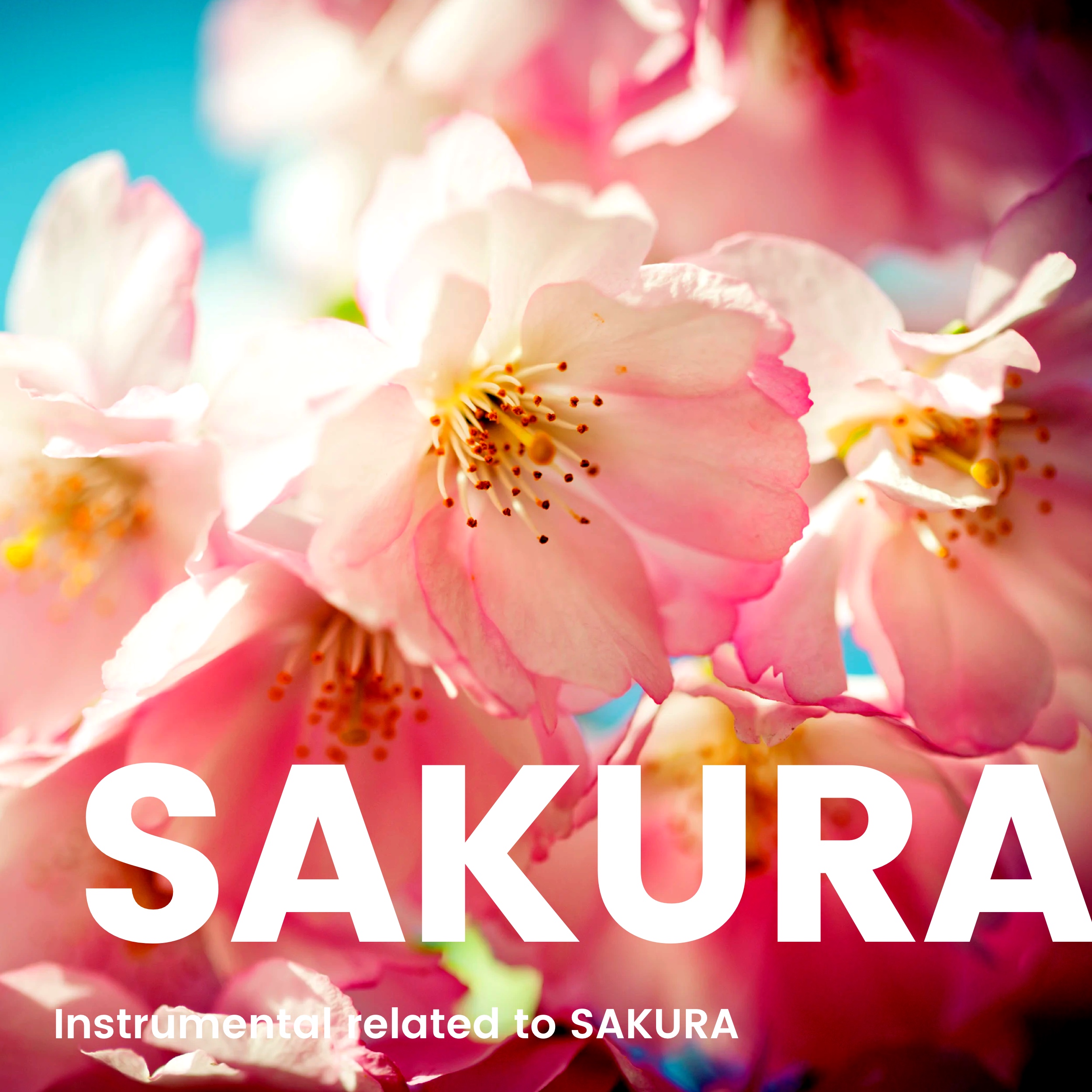 桜にまつわるインストゥルメンタルBGM -Theme Of SAKURA- | Audiostock